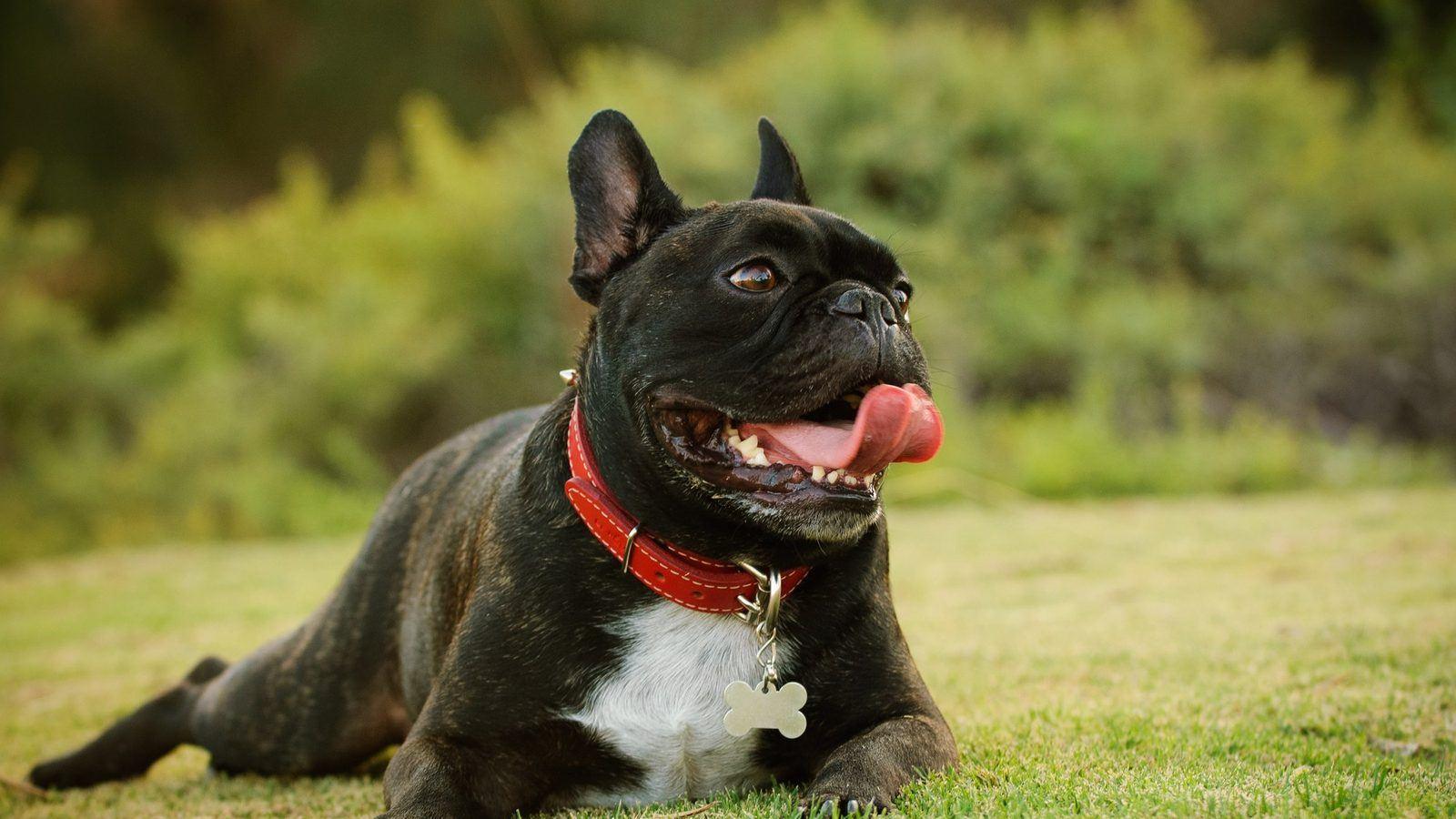 Happy, relaxed French bulldog lying on the grass with its tongue out