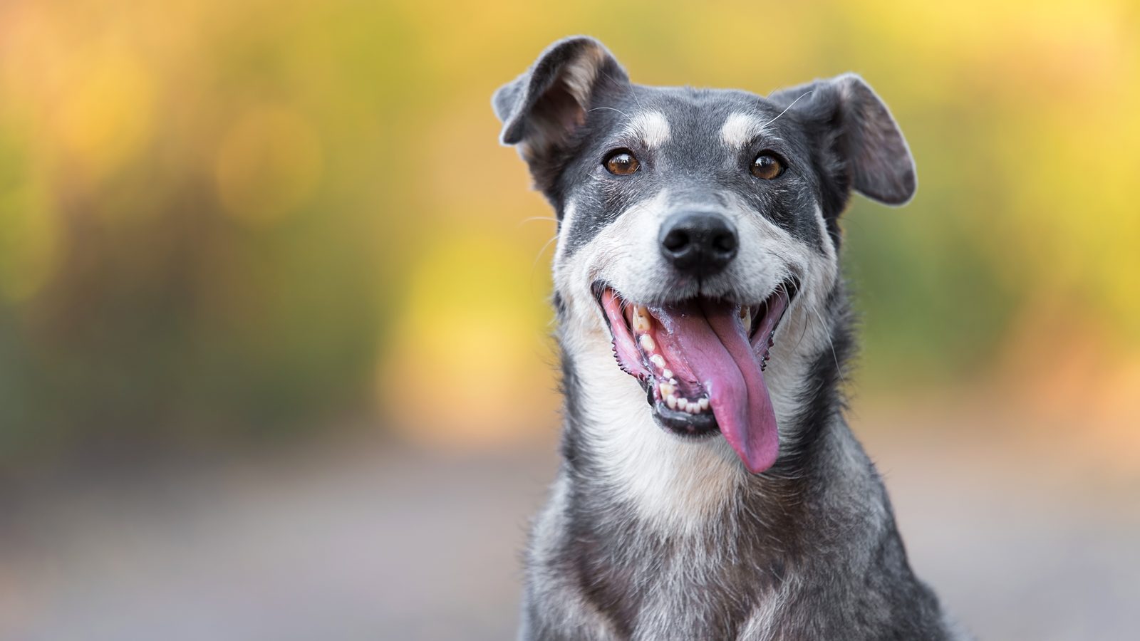 Grey terrier looking to the side, showing the whites of its eyes