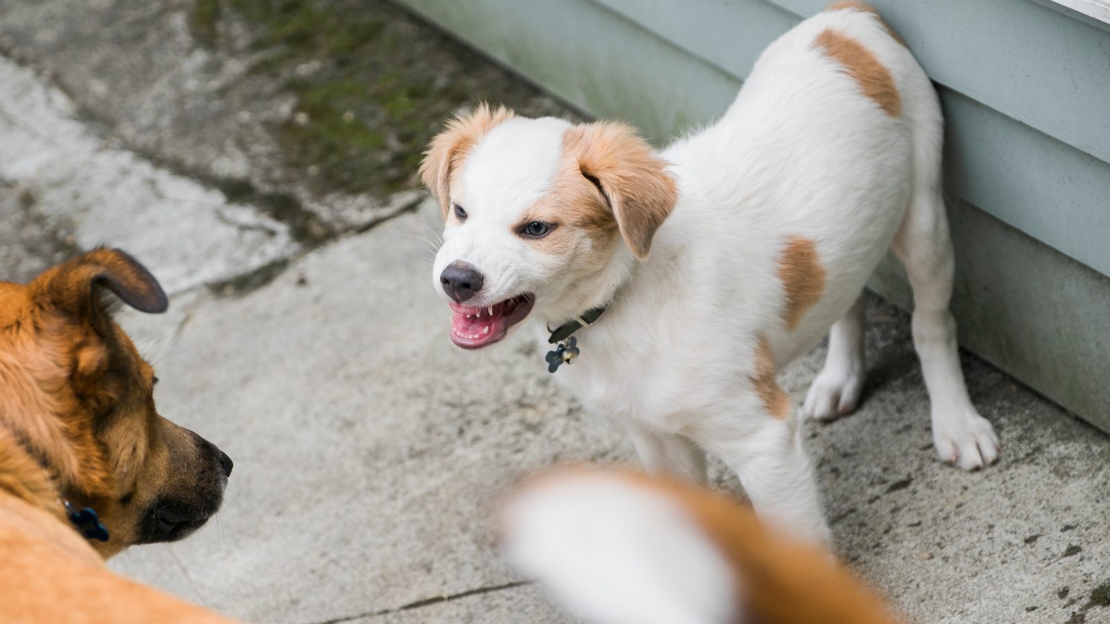 A white and tan dog baring its teeth in a warning display toward another dog