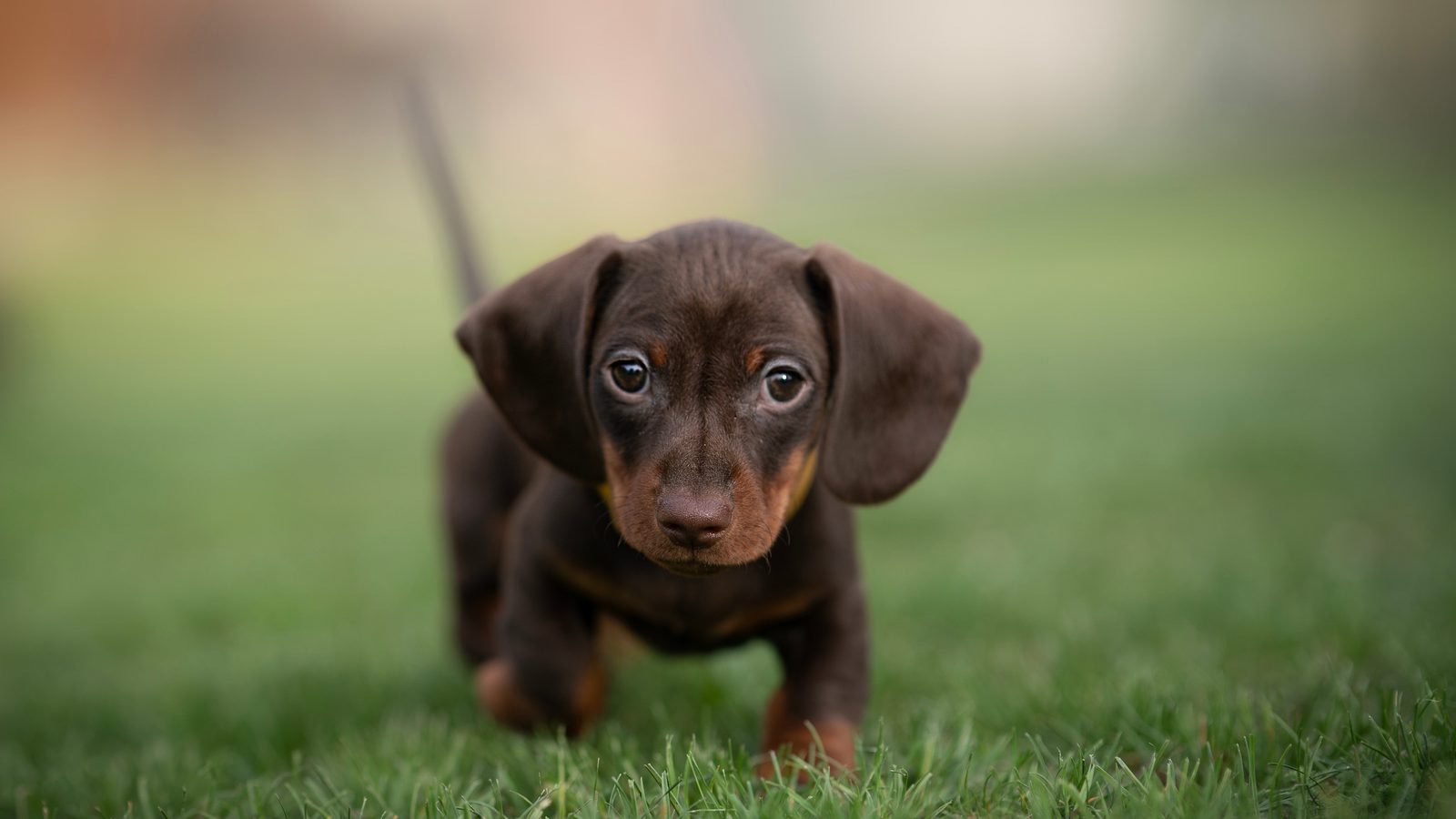 Chocolate and tan miniature dachshund puppy walking across the grass toward the camera