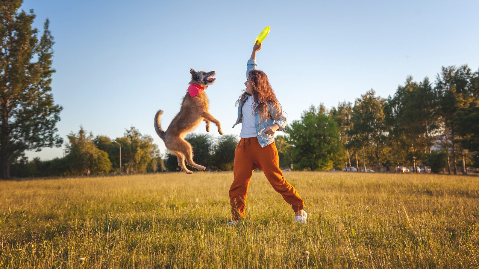 A dog racing and leaping happily through a sunlit field