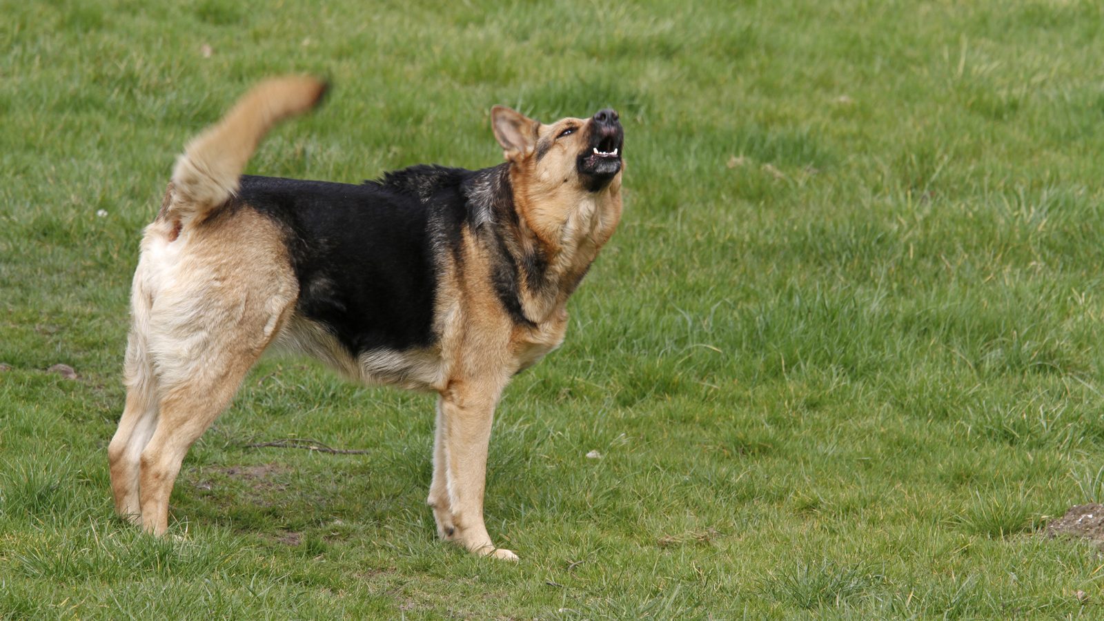 An alert dog standing and barking outdoors, its body tense
