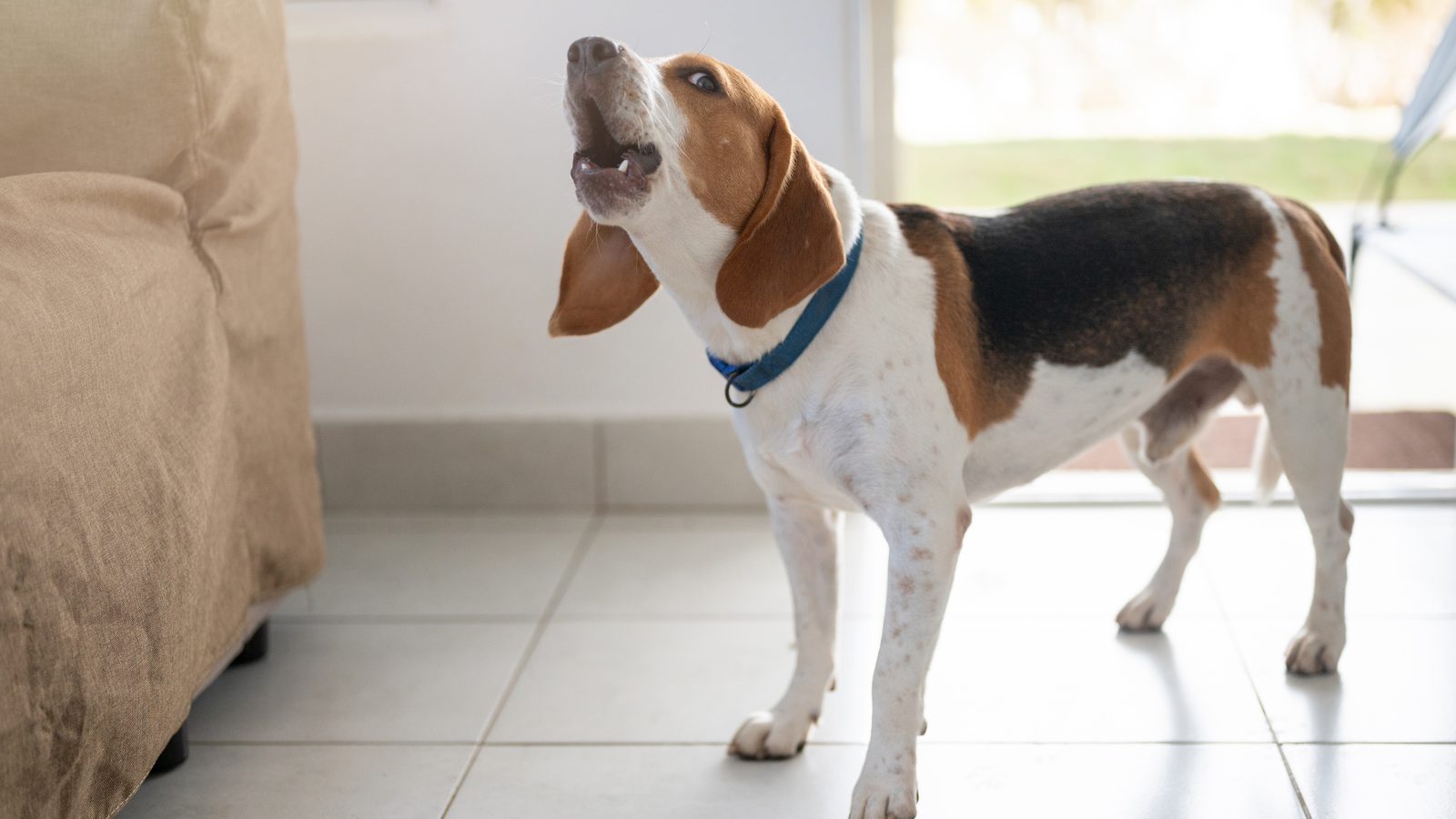 Dog barking while staring intently at an empty corner of a quiet room