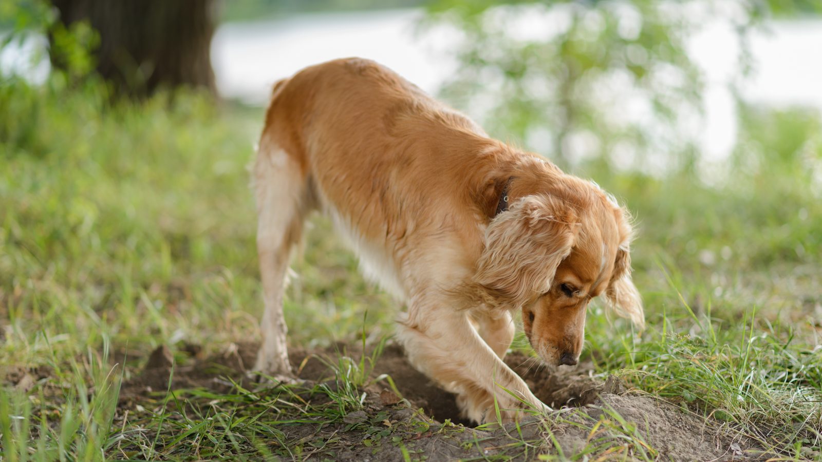 Dog happily digging a hole in the garden soil with dirt flying