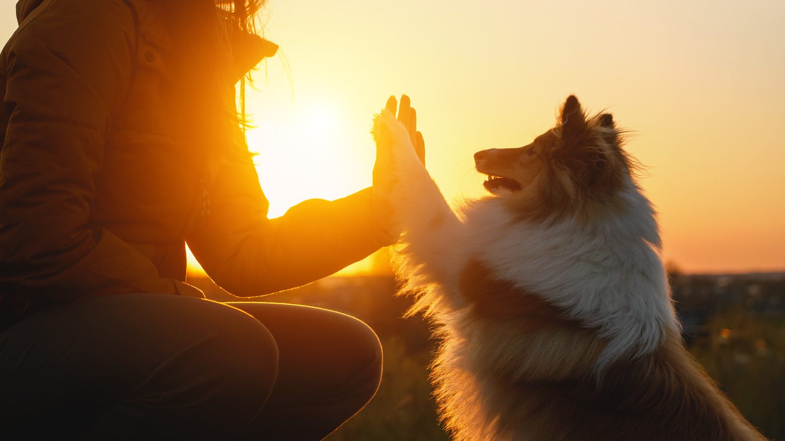A dog sitting with its owner in a grassy field at golden hour