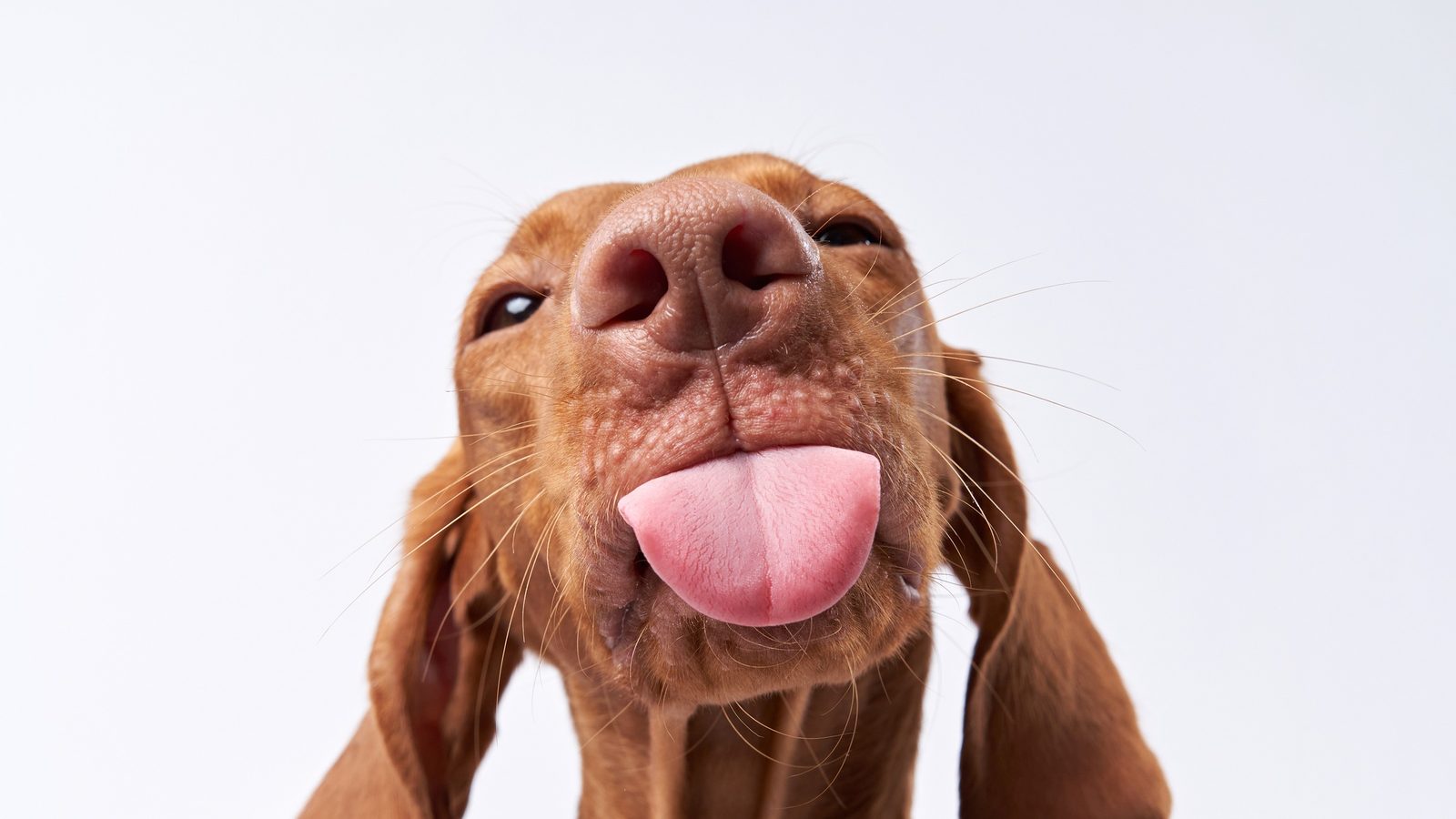 A red-brown dog sticking out its tongue against a light studio background