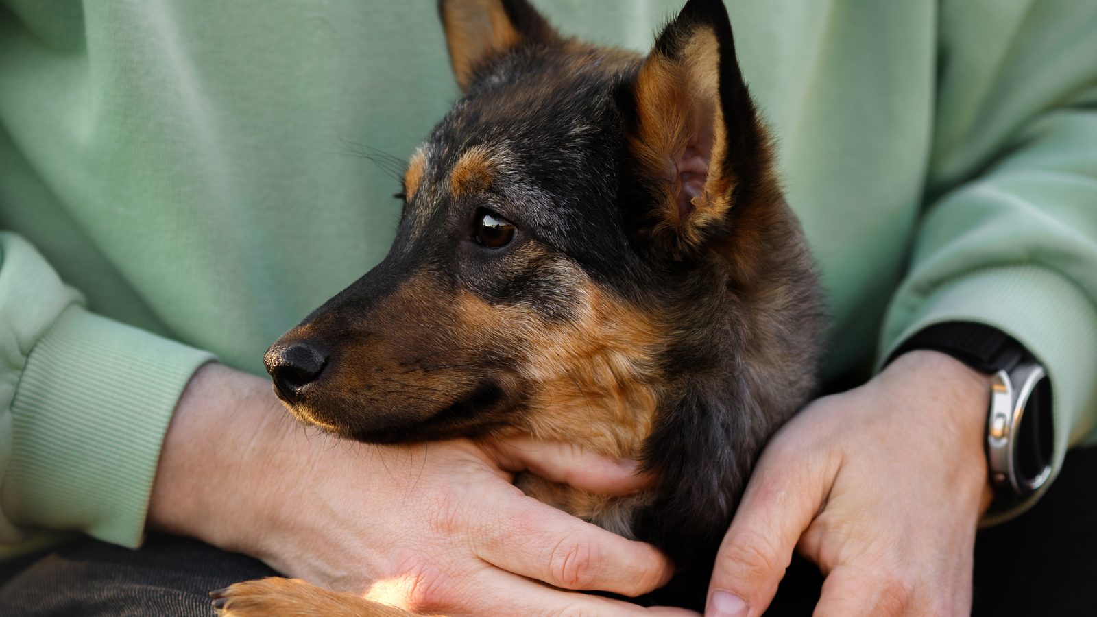A dog leaning contentedly into its owner's arms