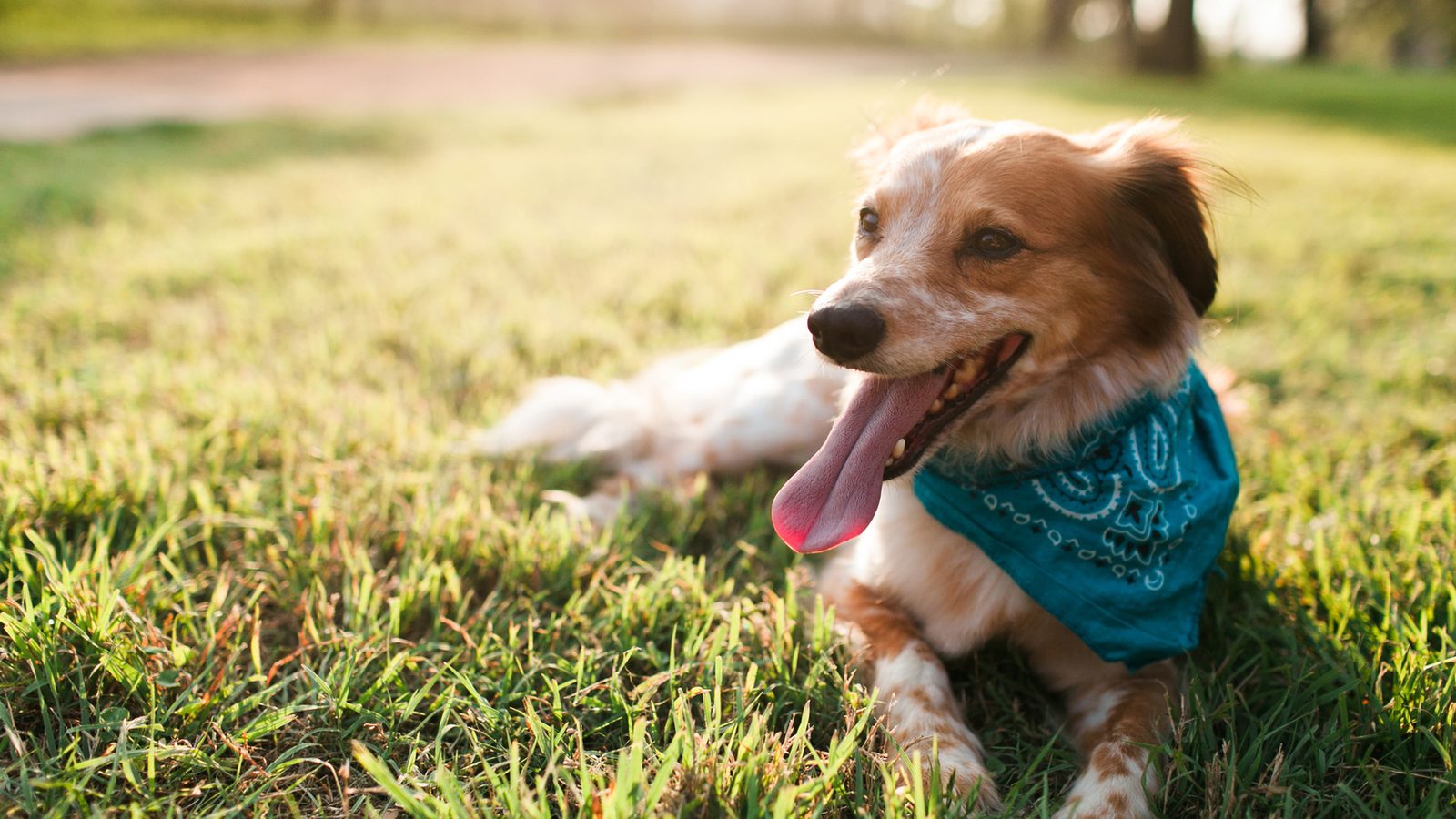 A happy dog lying in the grass with its tongue out