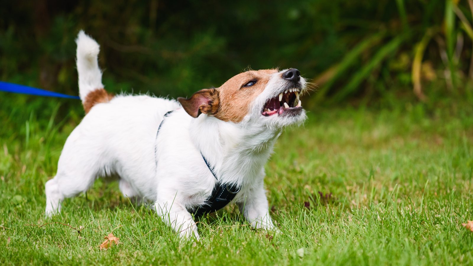 Dog pulling and lunging on a leash toward another dog in the distance on a walk