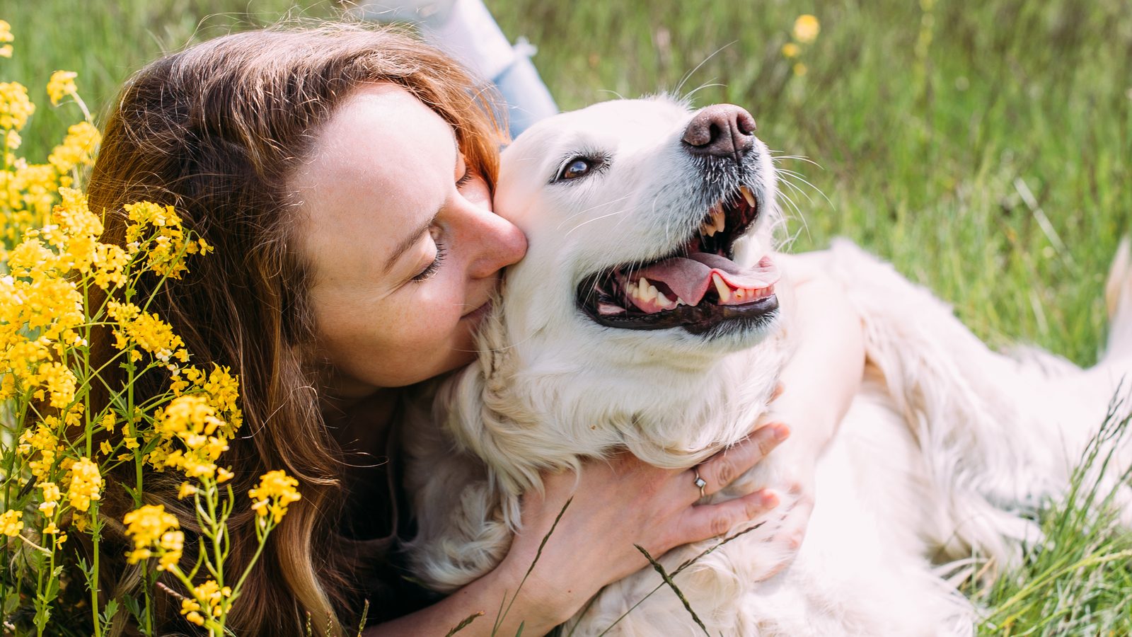 A happy dog lying in a sunny meadow of grass and wildflowers