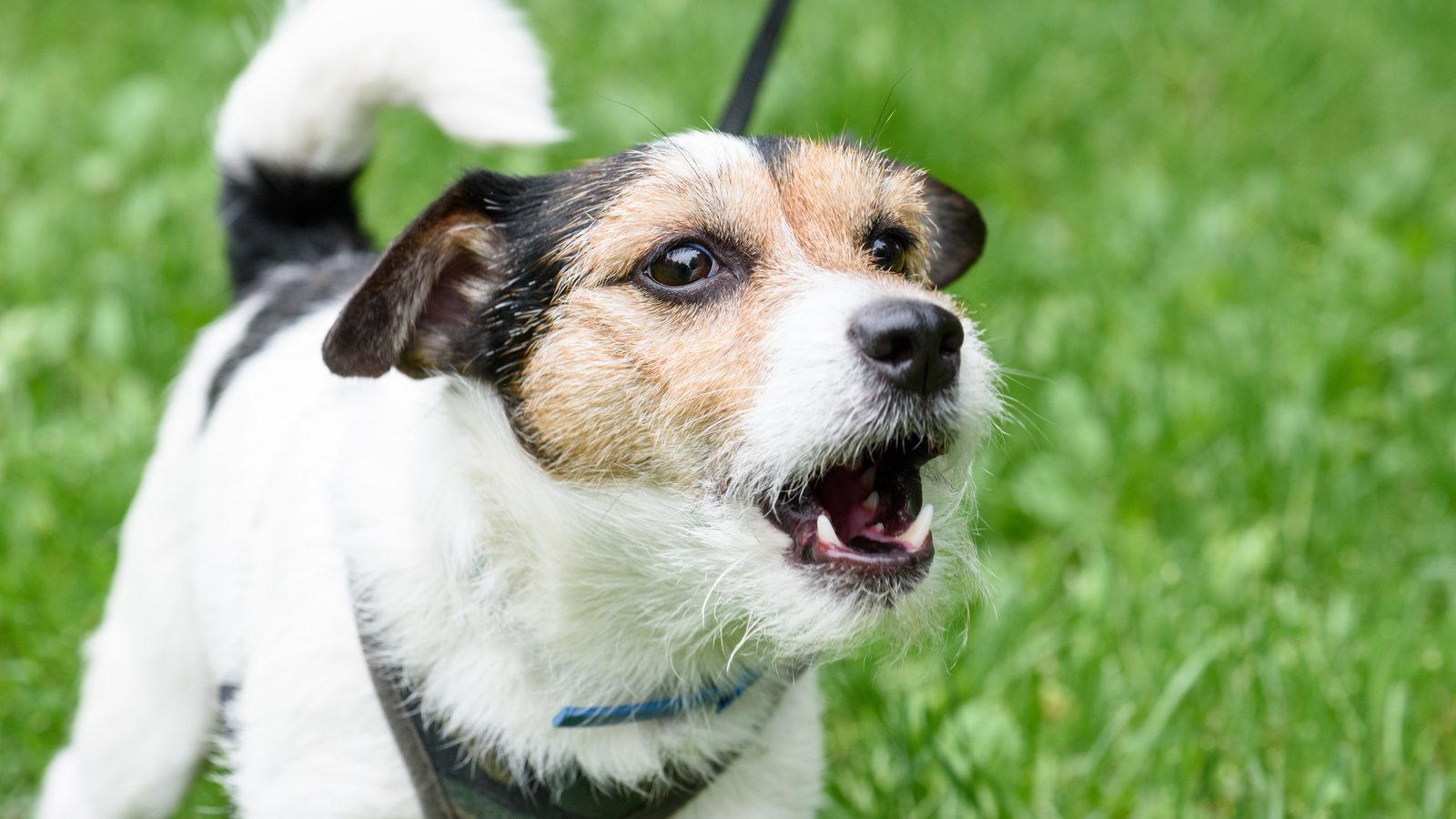 Dog mid shake-off, ears and fur flying, standing on grass