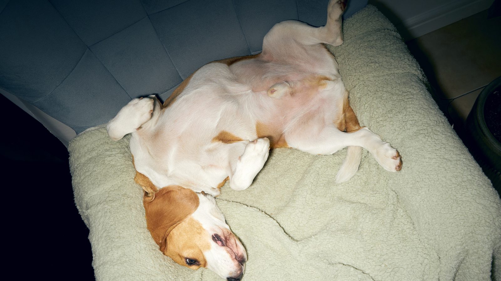 A relaxed beagle rolled onto its back with its belly exposed on a soft bed