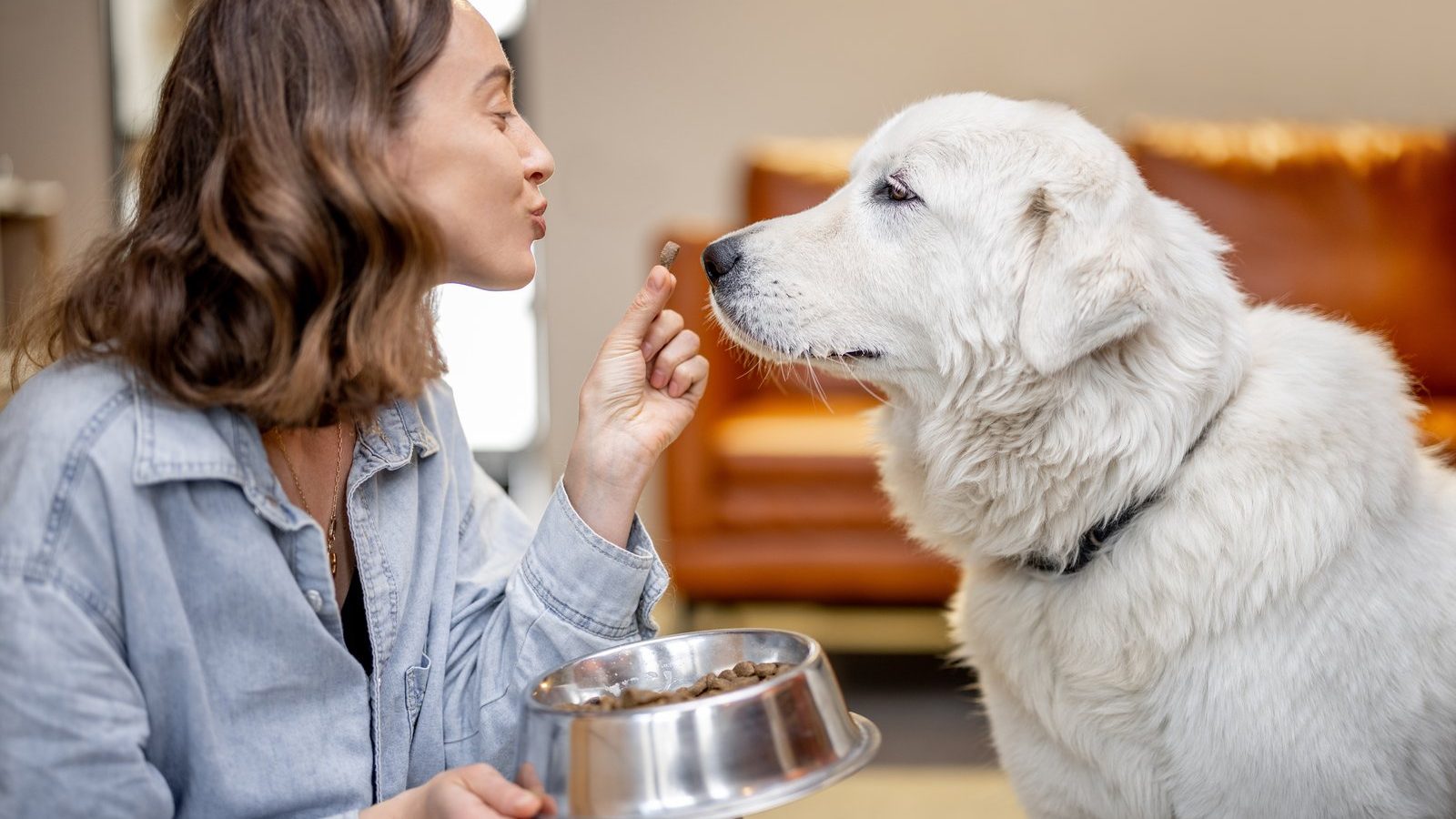 Large white dog watching its owner intently as she offers a treat