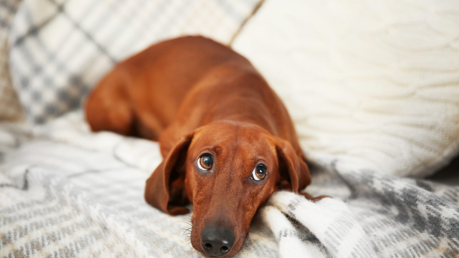 Red dachshund lying on a blanket looking up with a watchful, anxious expression