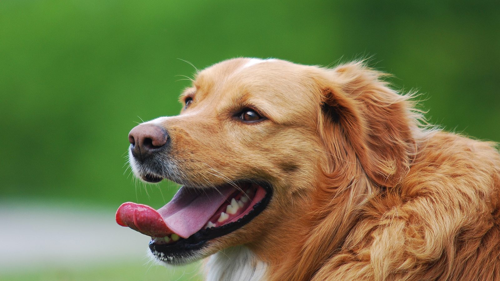 Dog panting with its tongue out while resting outdoors on a warm day