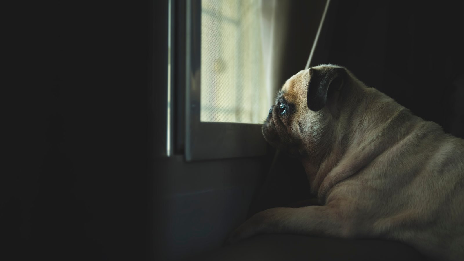 A dog awake at a window in a dark room at night, unable to settle