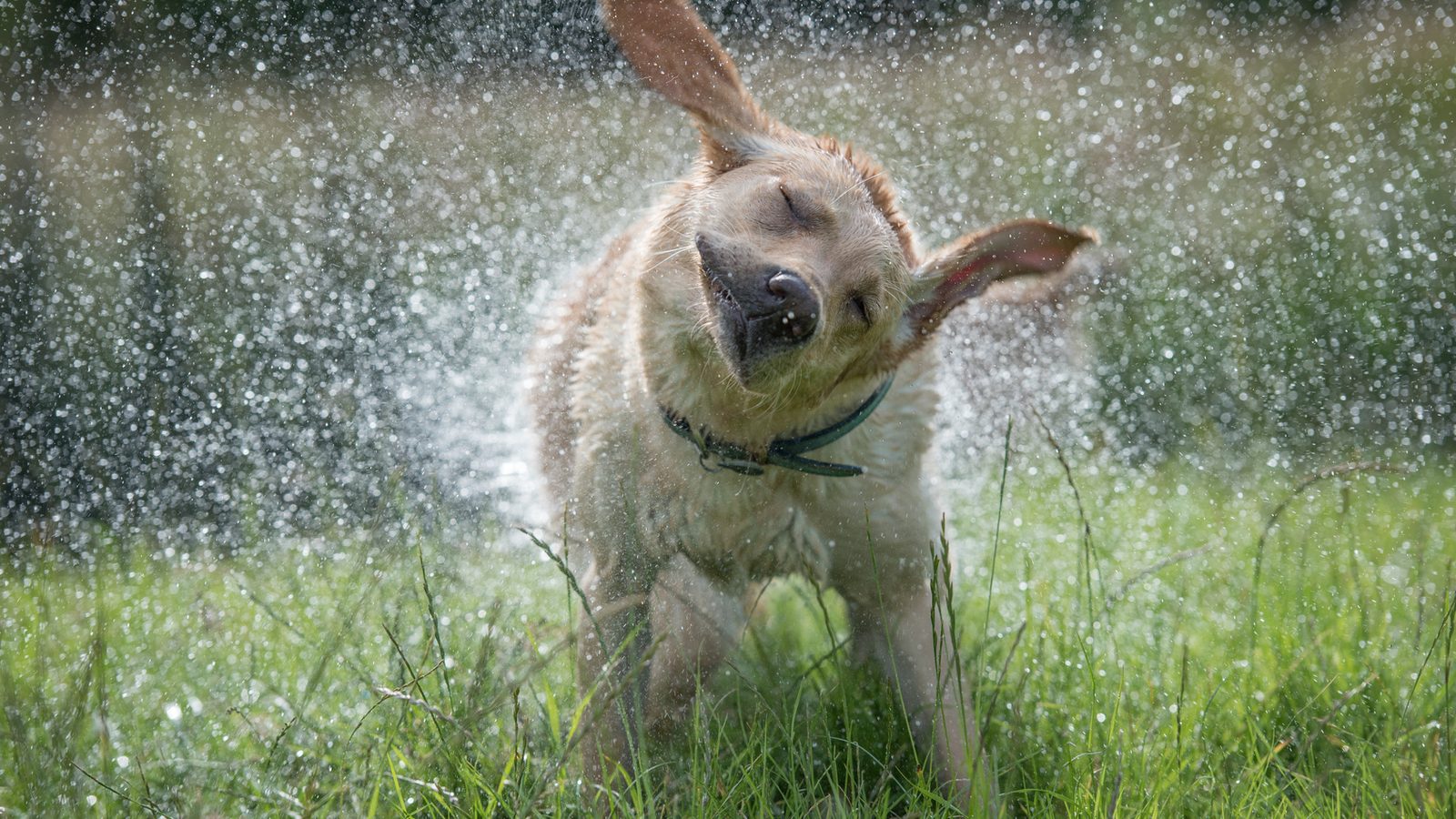 A wet dog shaking off water in a sunny field, droplets flying