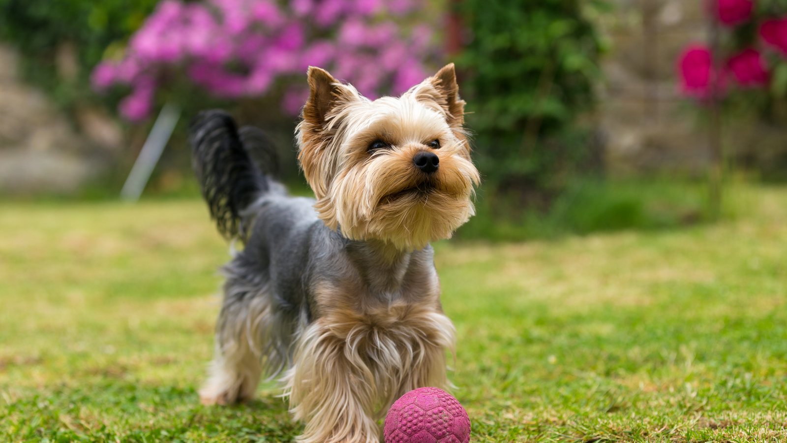 A Yorkshire Terrier playing with a pink ball in the garden
