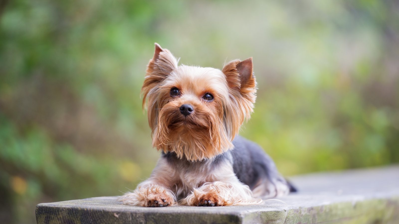 A Yorkshire Terrier lying on a park bench