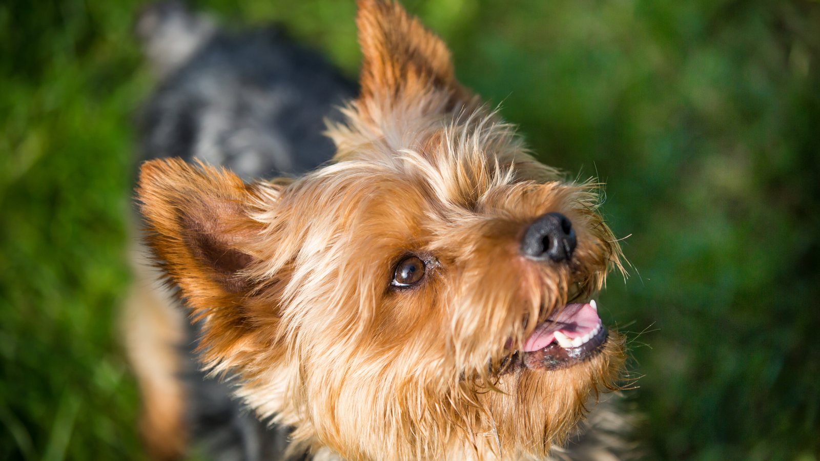 A close-up of a Yorkshire Terrier looking up