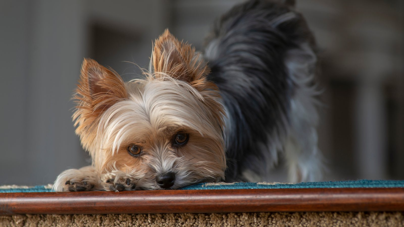 A Yorkshire Terrier lying on the stairs at home