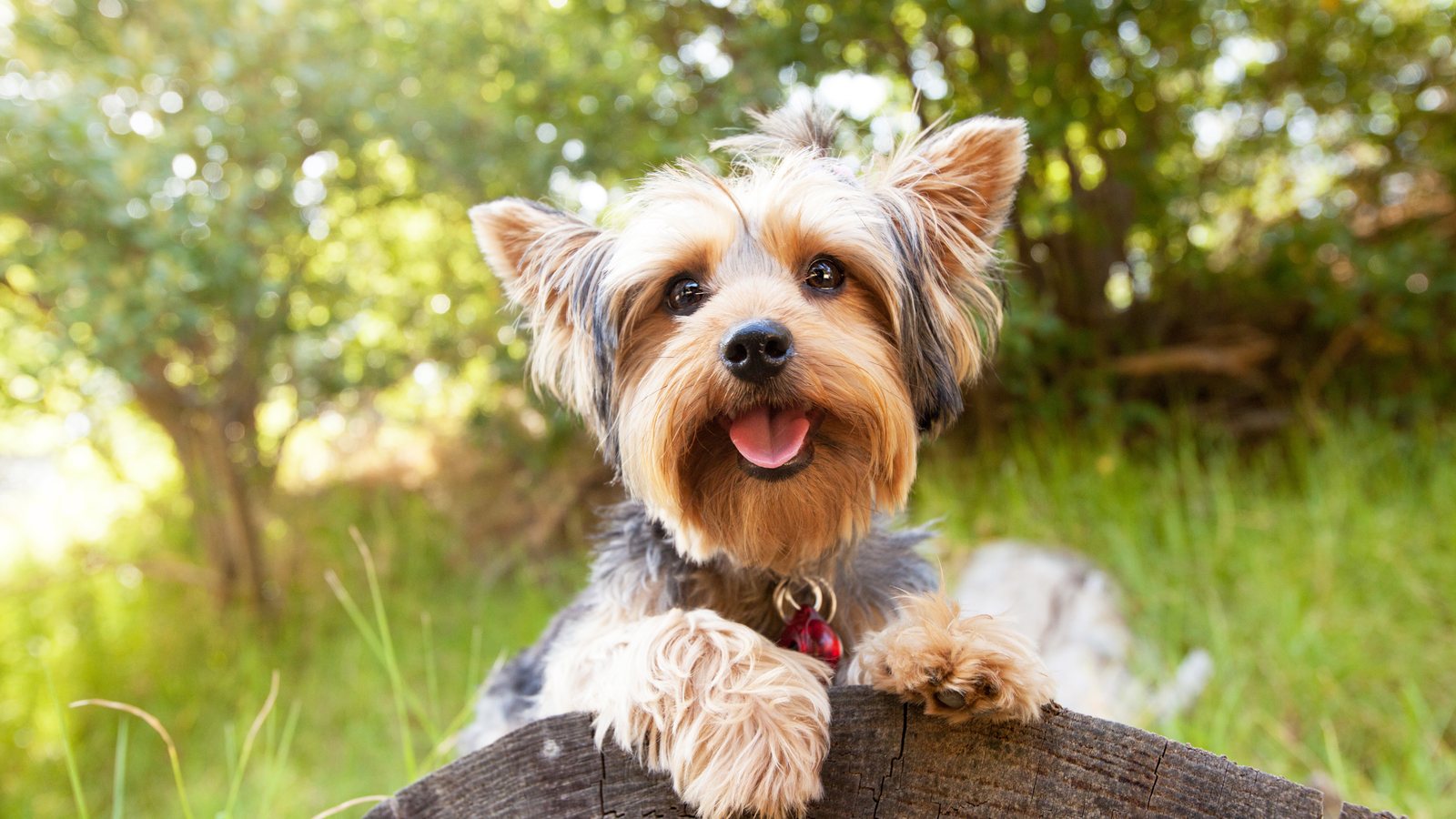 A Yorkshire Terrier resting its paws on a log with its tongue out