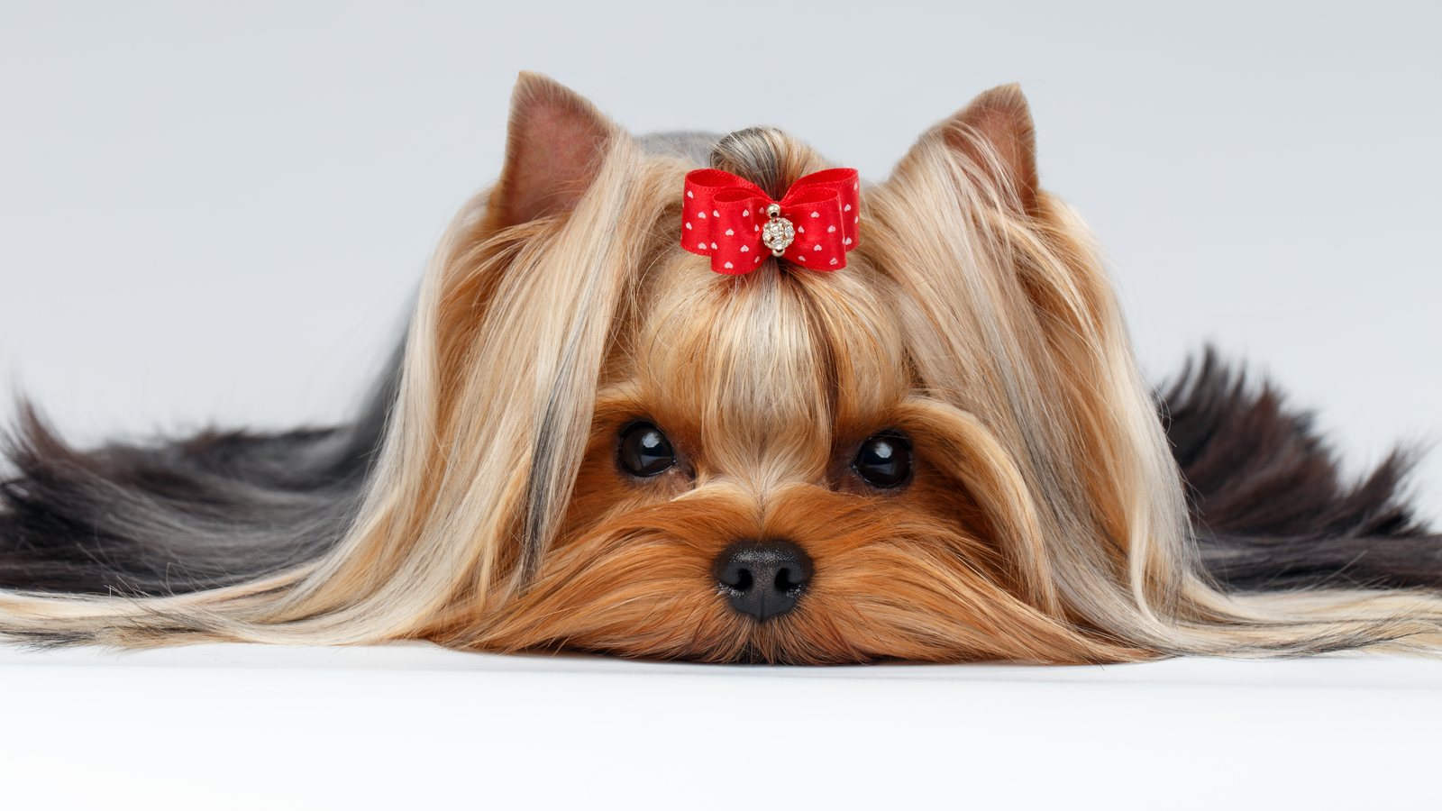 A Yorkshire Terrier with a full show coat and a red bow