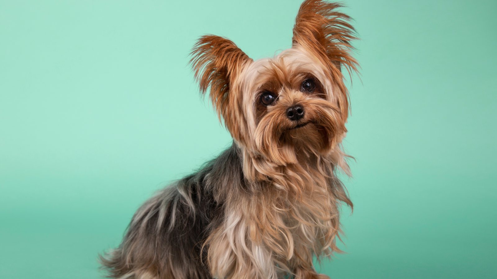 A Yorkshire Terrier sitting against a green background