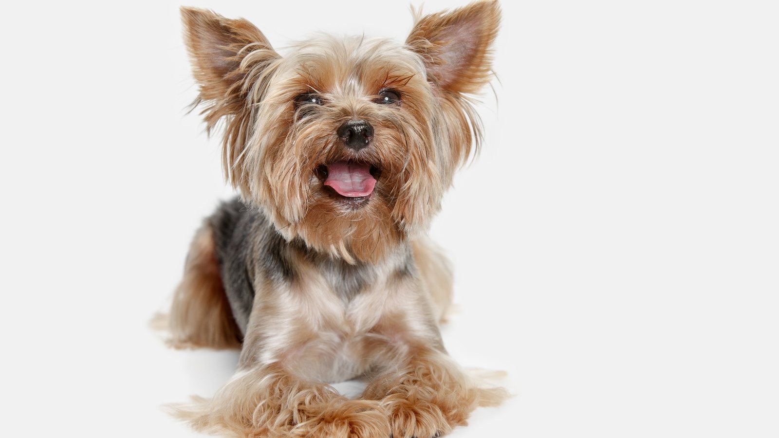 A Yorkshire Terrier lying down against a white background