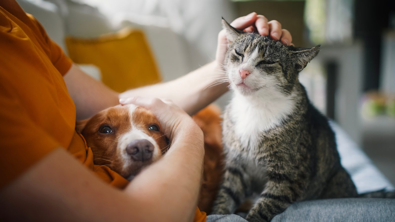 Beagle puppy and a cat cuddling together on their first days at home